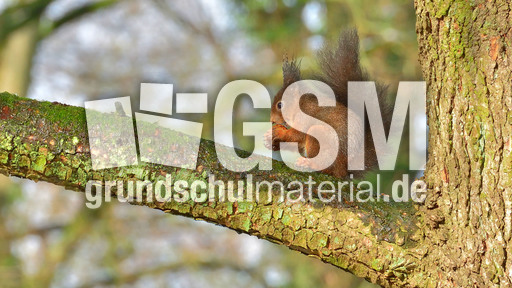 Eichhörnchen (32).jpg